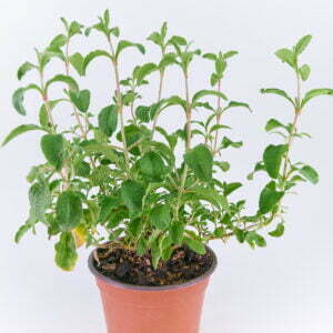 Labdanum - Cistus ladanifer - Pflanze