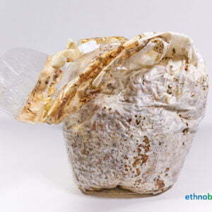 Mandelpilz - Agaricus subrufescense - Pilzzucht