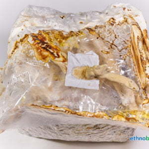 Cordyceps - Cordyceps sinensis - Pilzzucht