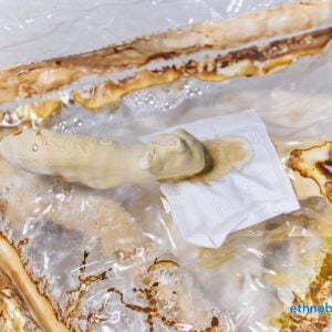 Igelstachelbart - Hericium erinaceus - Pilzzucht