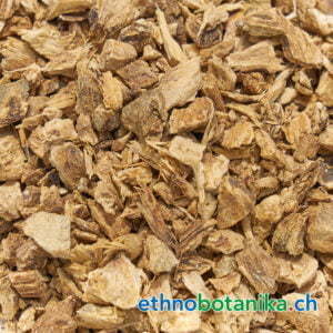 Alant - Inula helenium - Rohstoff