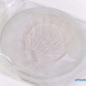 Schopf-Tintling - Coprinus comatus - Pilzzucht