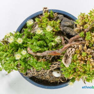 Sceletium tortuosum 02