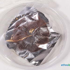 Japanische Stockschwämmchen - Pholiota nameco - Pilzzucht