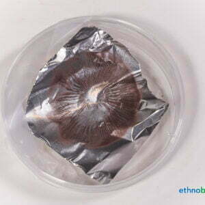 Judasohr - Auricularia polytricha - Pilzzucht