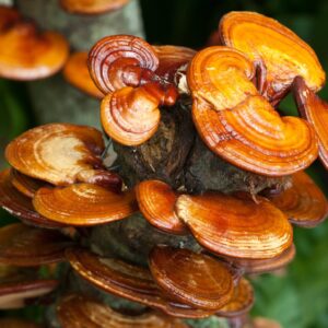 Alternative view of Reishi - Ganoderma lucidum - Tyroler Glückspilze - Biologische Pilzpulverkapseln