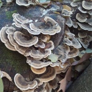 Schmetterlingstramete - Trametes versicolor - Tyroler Glückspilze - Biologische Lösung