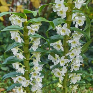 dendrobium nobile orchidaceae ethnobotanika 2